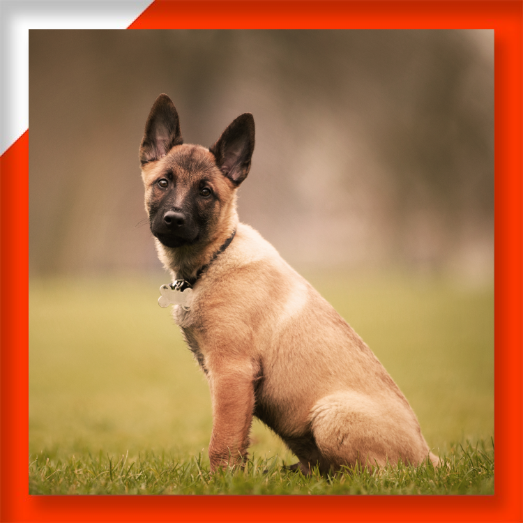 Mengenal Lebih Dekat Anjing Belgian Malinois